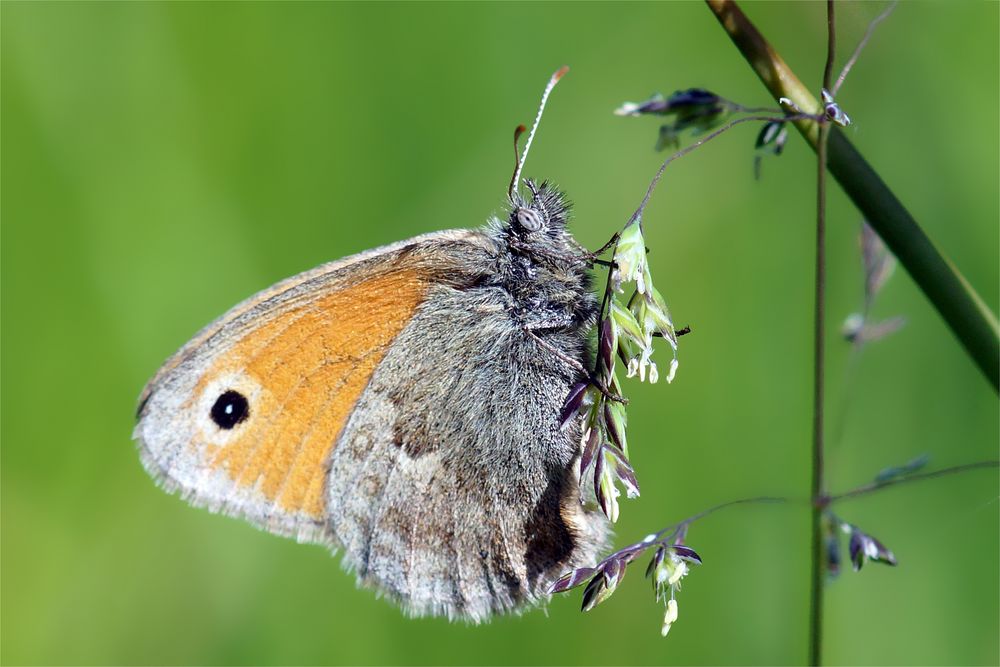 Großes Ochsenauge auf der Wiese...doch ein Kleines Wiesenvögelchen