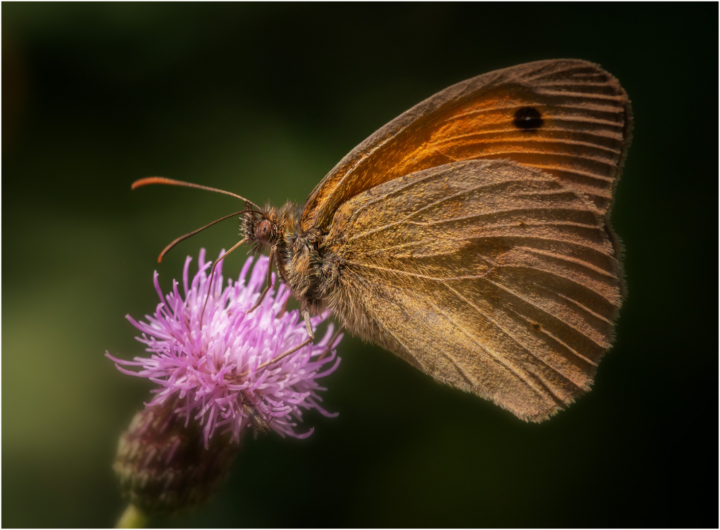 Grosses Ochsenauge auf Distel