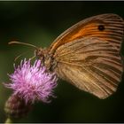 Grosses Ochsenauge auf Distel