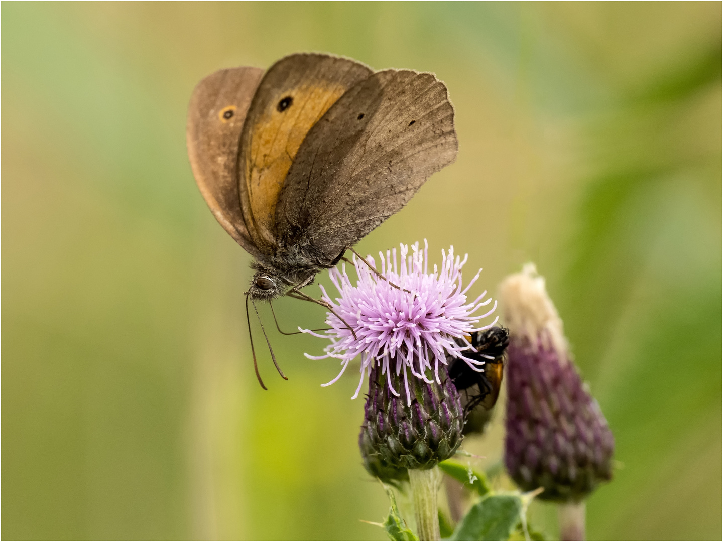 Großes Ochsenauge auf Distelblüte  .....