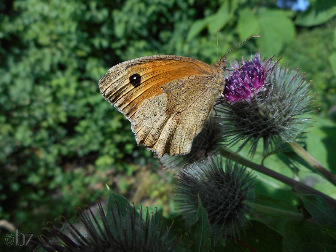 Großes Ochsenauge auf Distelblüte