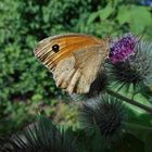 Großes Ochsenauge auf Distelblüte