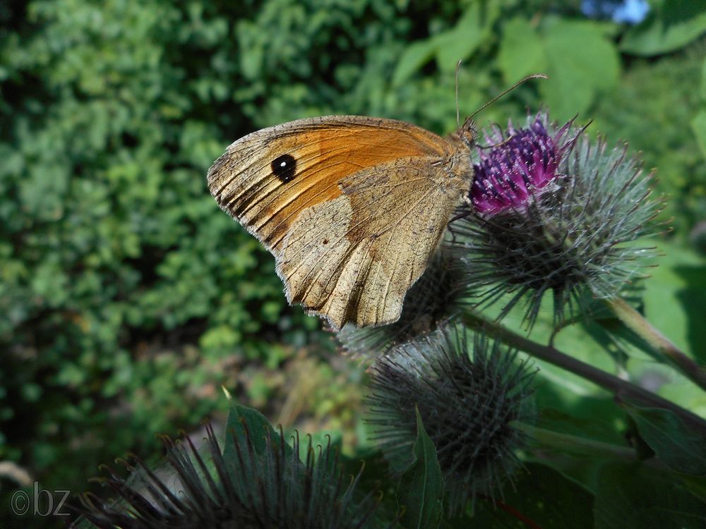 Großes Ochsenauge auf Distelblüte