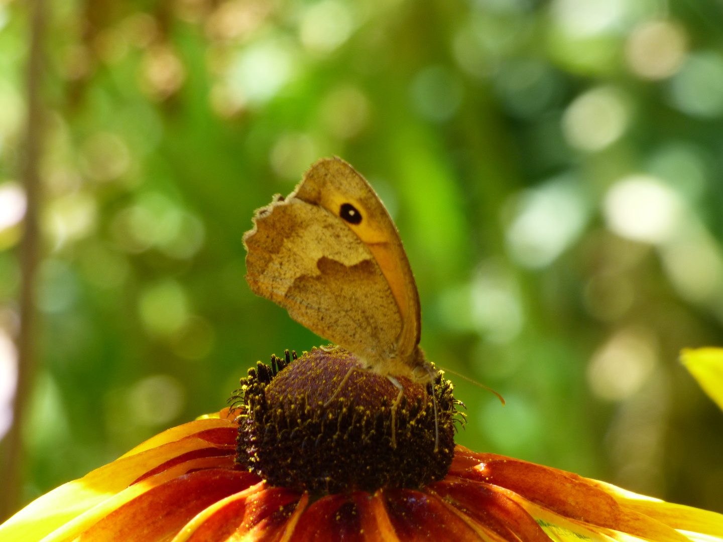 großes Ochsenauge auf einer Blüte