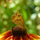 großes Ochsenauge auf einer Blüte