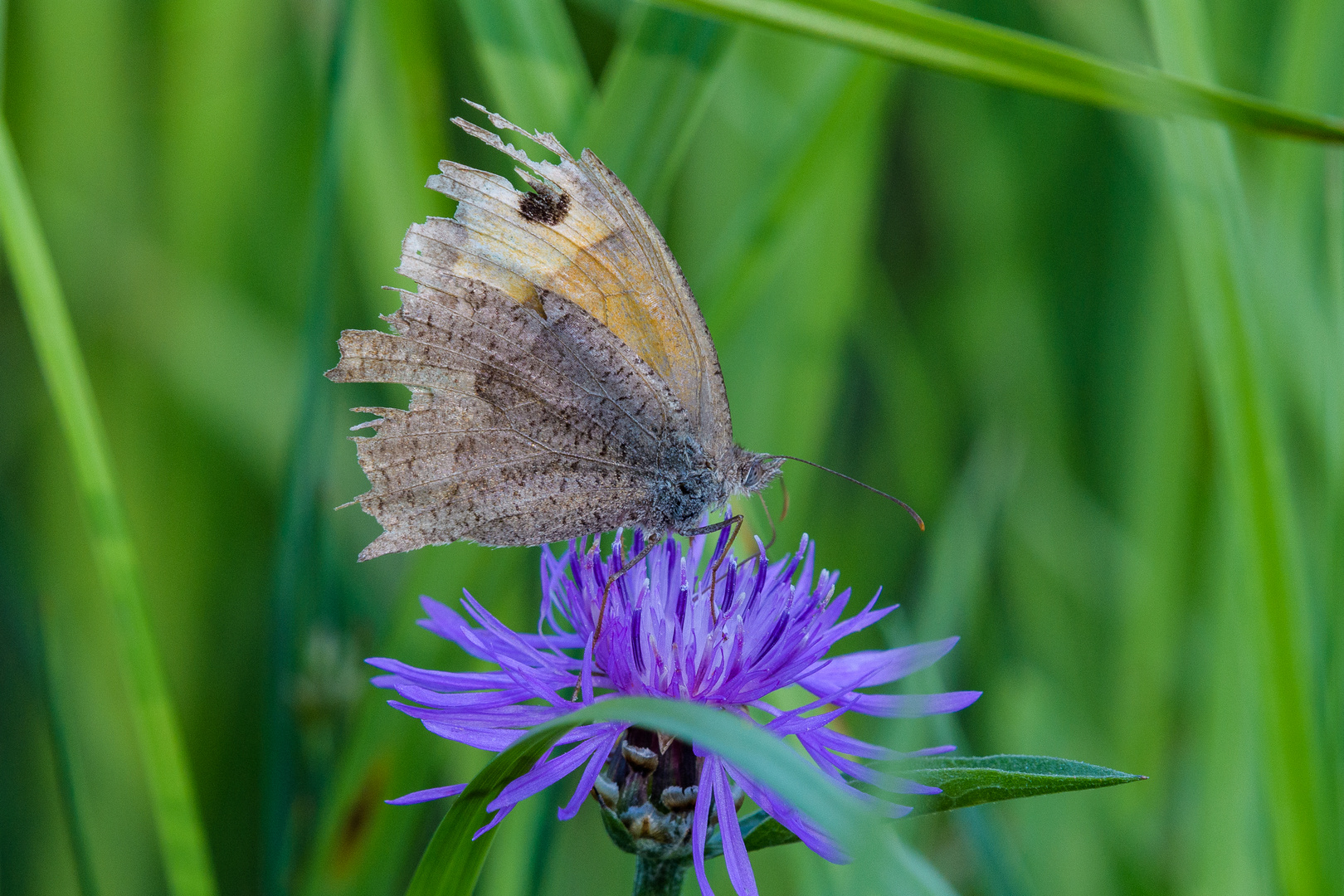 Grosses Ochsenauge auf einer Flockenblume!