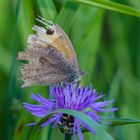 Grosses Ochsenauge auf einer Flockenblume!