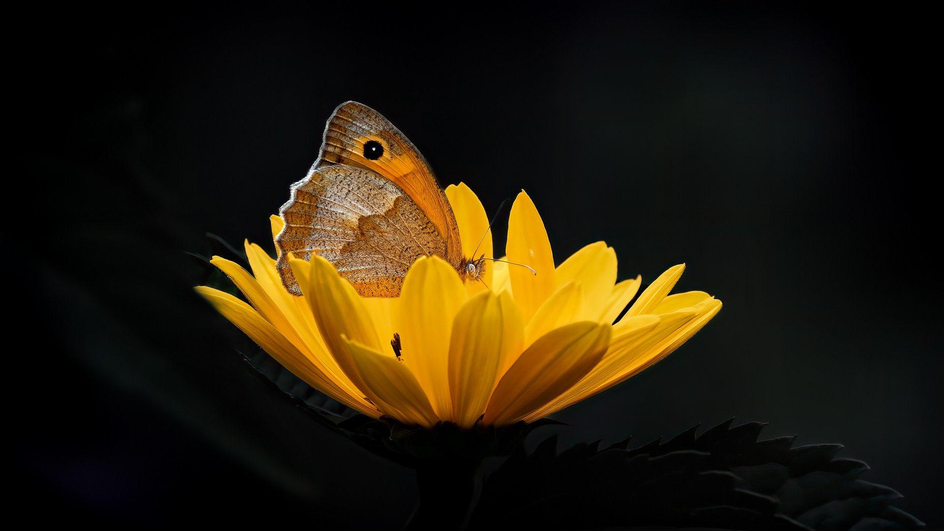 Großes Ochsenauge auf Heliopsis (Sonnenauge)