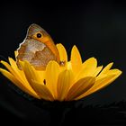 Großes Ochsenauge auf Heliopsis (Sonnenauge)