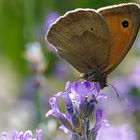 Großes Ochsenauge auf Lavendel 