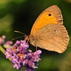 Großes Ochsenauge auf Lavendel