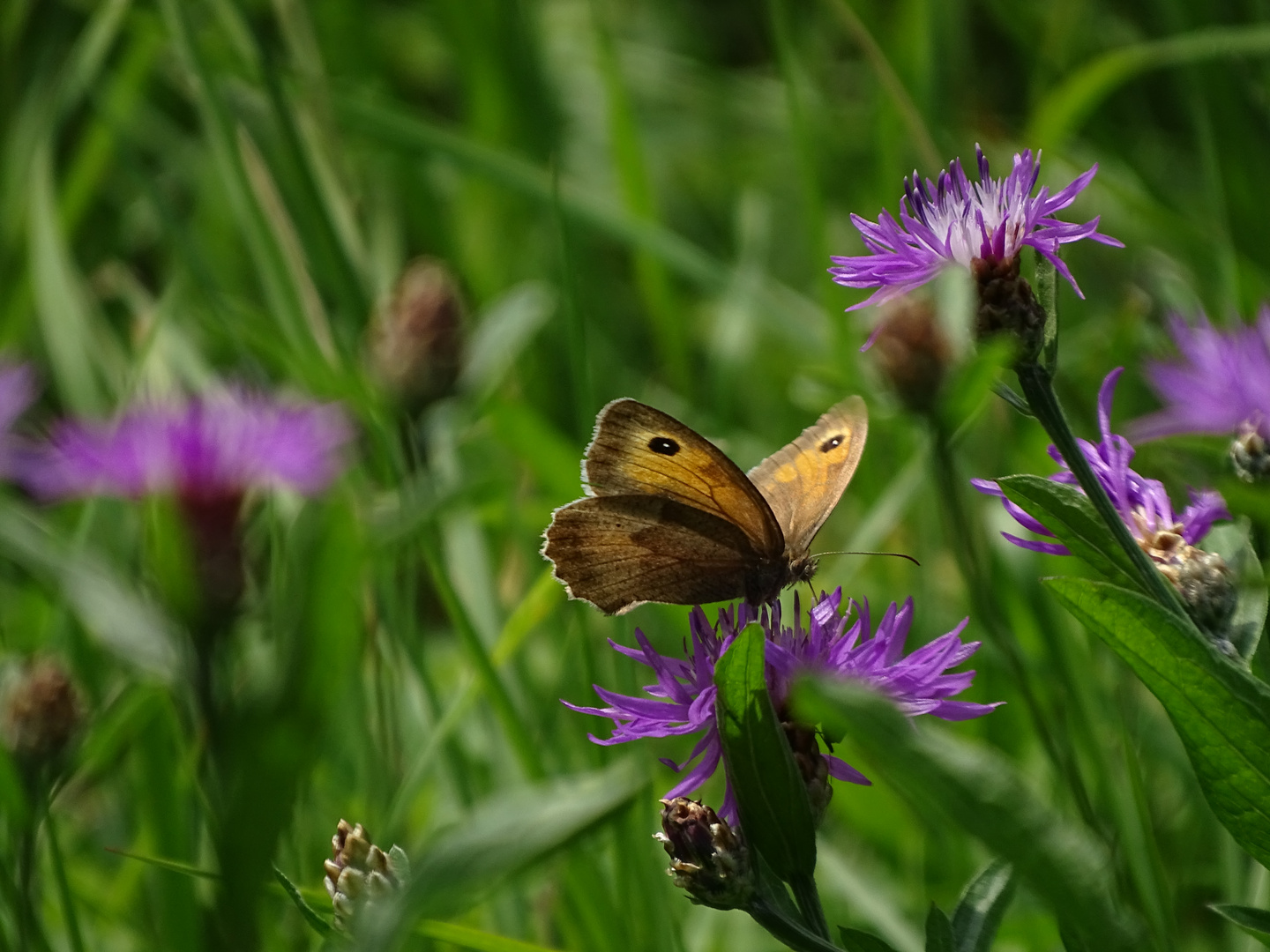 Grosses Ochsenauge auf lila Blüte