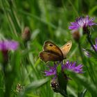 Grosses Ochsenauge auf lila Blüte