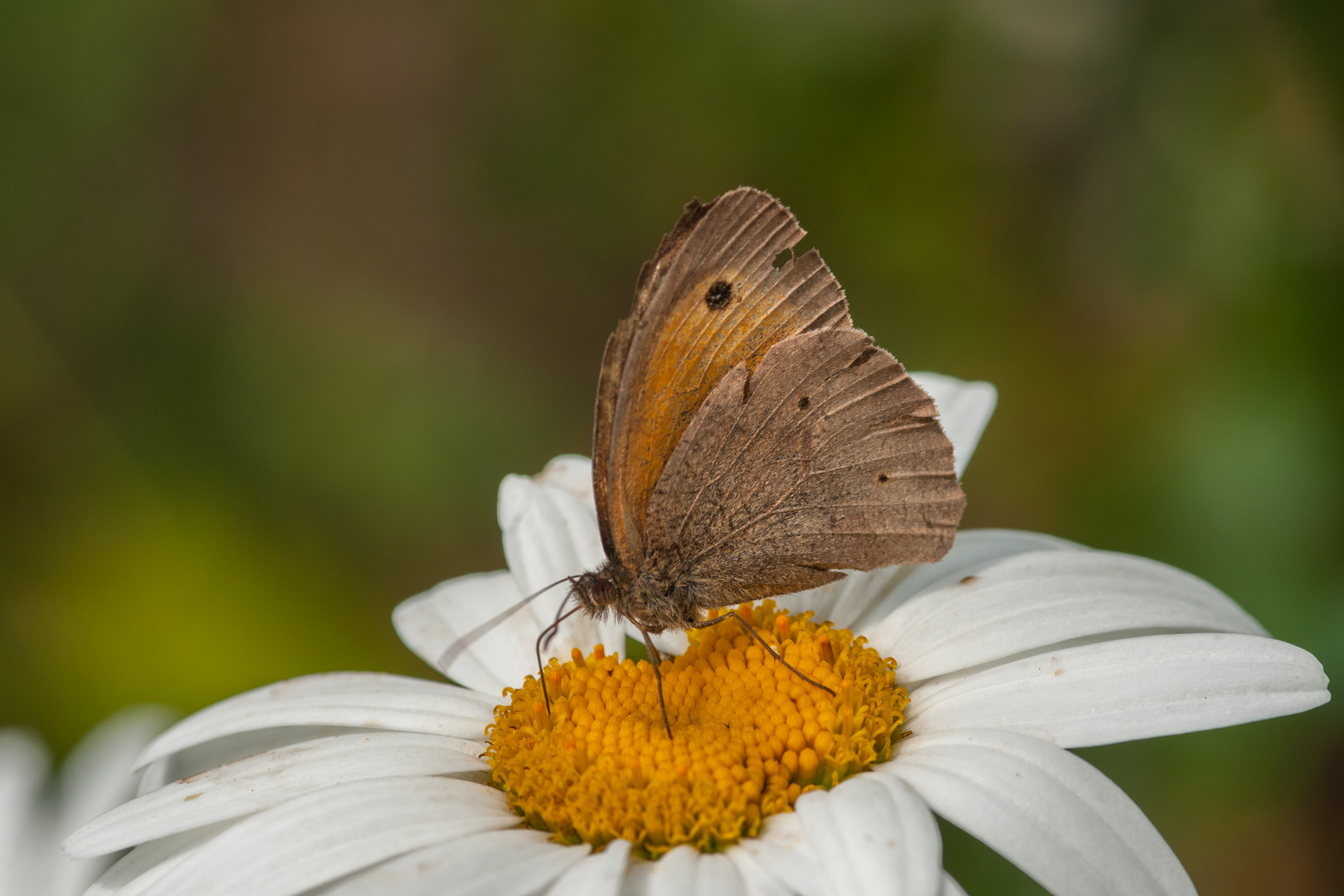 Großes Ochsenauge  auf Margarite