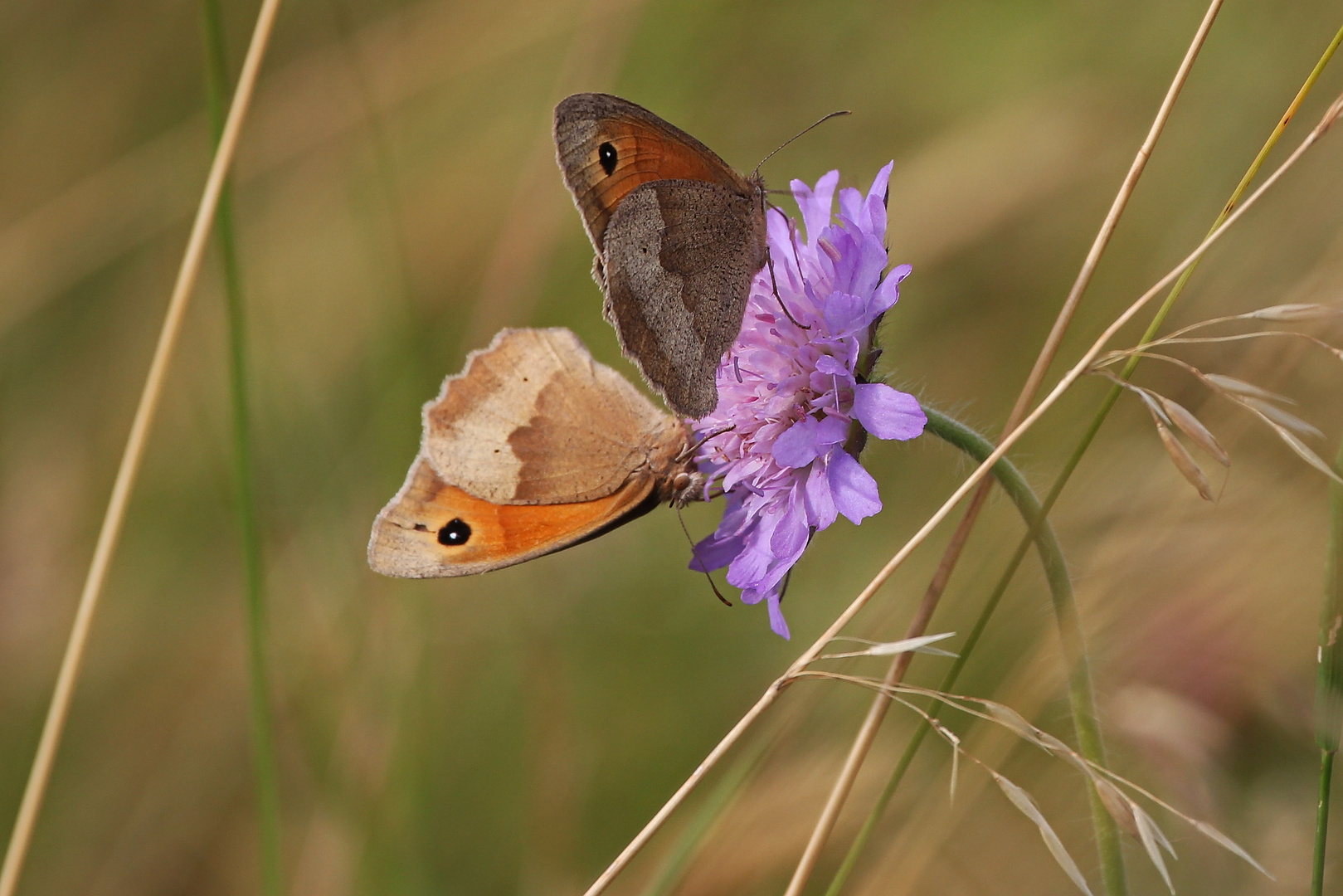 Großes Ochsenauge auf Skabiose (2014_07_13_EOS 550D_0320_ji)