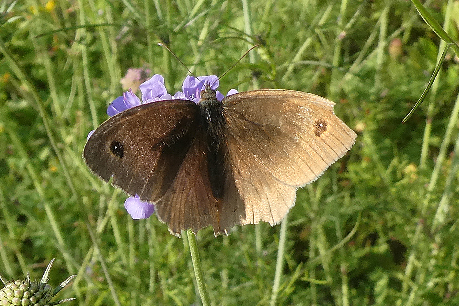 Großes Ochsenauge