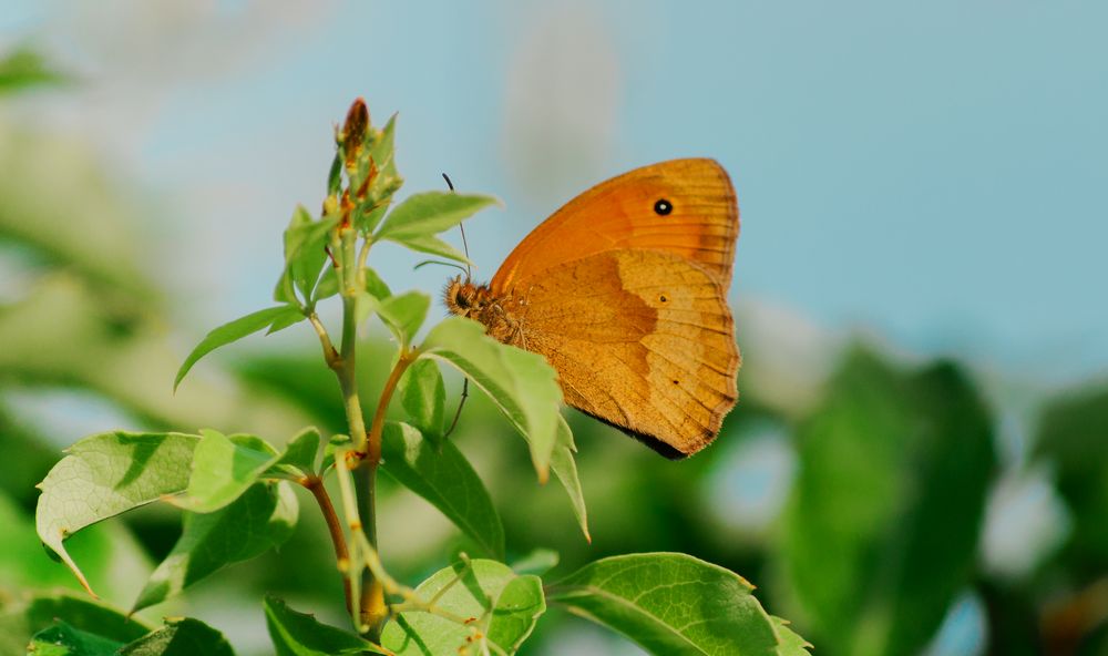 Großes Ochsenauge im Garten