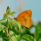 Großes Ochsenauge im Garten