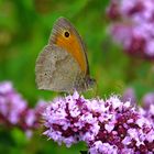 Großes Ochsenauge, männl., an Thymian-Blüten 