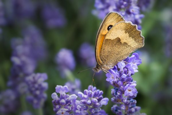  Großes Ochsenauge (Maniola jurtina)