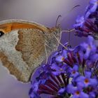 Großes Ochsenauge (Maniola jurtina) am Sommerflieder