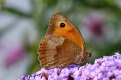 Großes Ochsenauge (Maniola jurtina) auf Sommerflieder, Weibchen