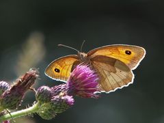 Großes Ochsenauge, Maniola jurtina