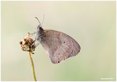 Großes Ochsenauge (Maniola jurtina),.....