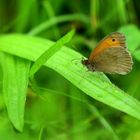 Großes Ochsenauge (Maniola jurtina), Meadow brown, Maniola jurtina, 