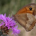 Großes Ochsenauge ((Maniola jurtina), Weibchen