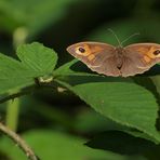 Großes Ochsenauge / Maniola jurtina (Weibchen)