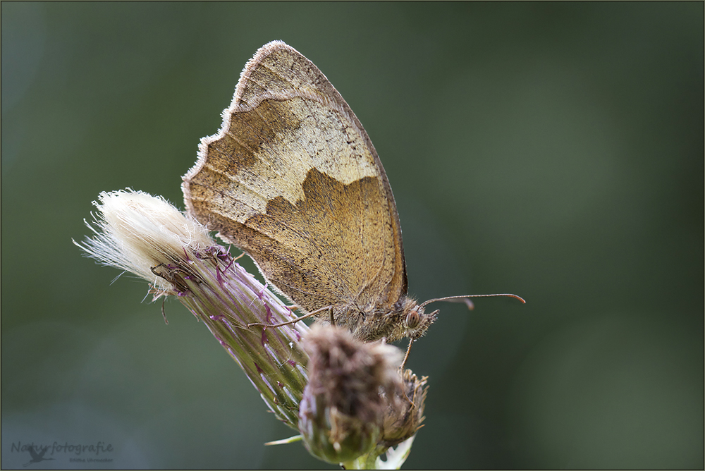 großes ochsenauge (maniola jurtinia) 01/12