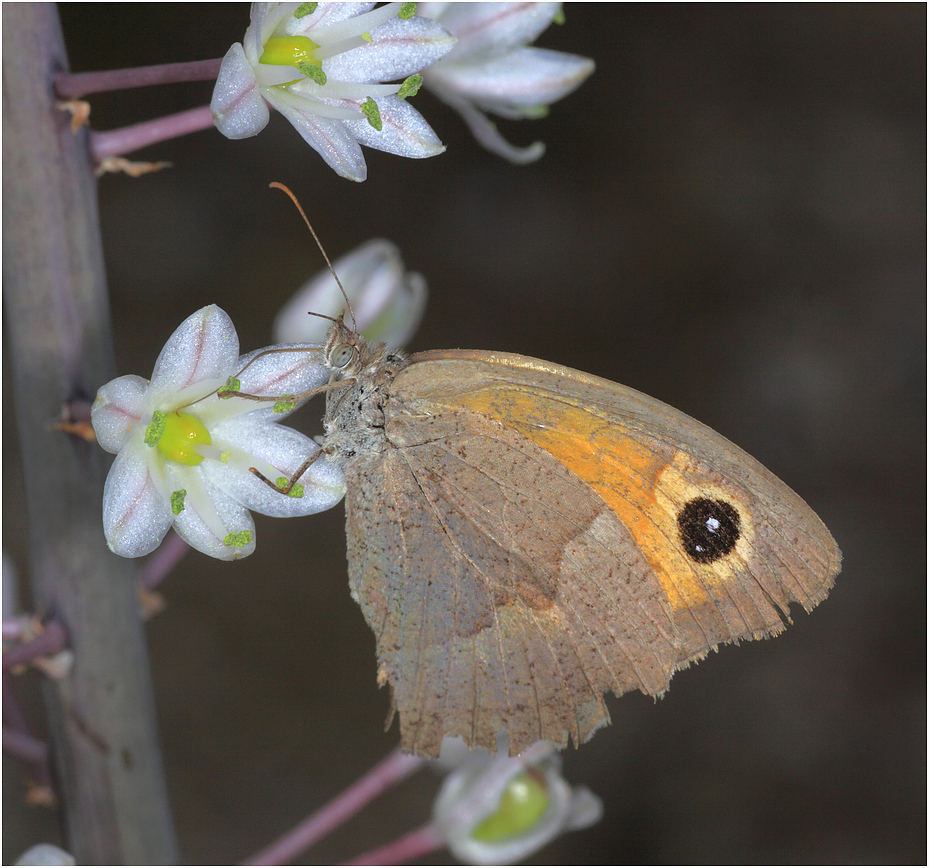 Großes Ochsenauge (Maniola jurtinia)