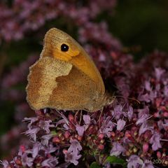 Großes Ochsenauge (Maniola jurtinia)