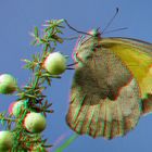 Großes Ochsenauge (Maniola jurtinia)