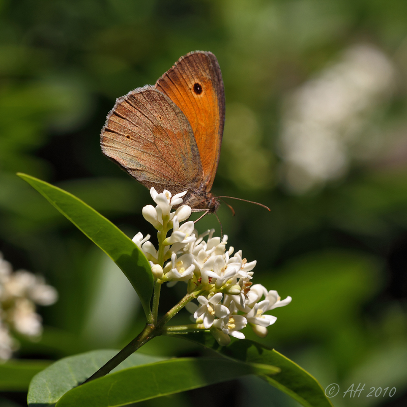 Großes Ochsenauge (Maniola jurtinia)