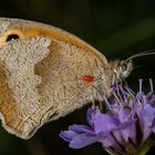 Großes Ochsenauge mit Larve der Roten Samtmilbe