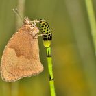 Großes Ochsenauge mit Tautropfen