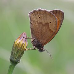 Grosses Ochsenauge oder Meadow Brown (Maniola jurtina)