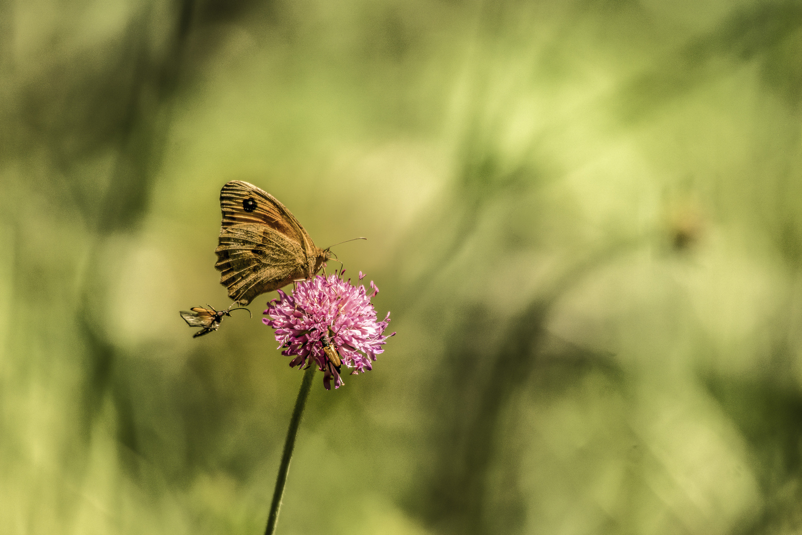 Großes Ochsenauge, Provence 09.06.2018