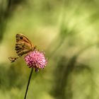 Großes Ochsenauge, Provence 09.06.2018