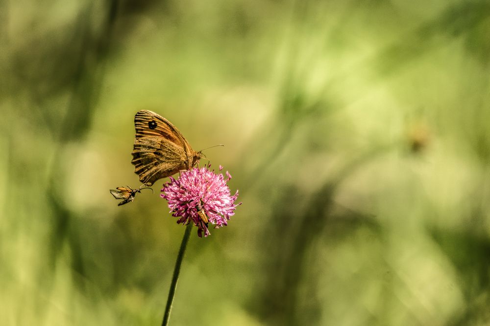 Großes Ochsenauge, Provence 09.06.2018