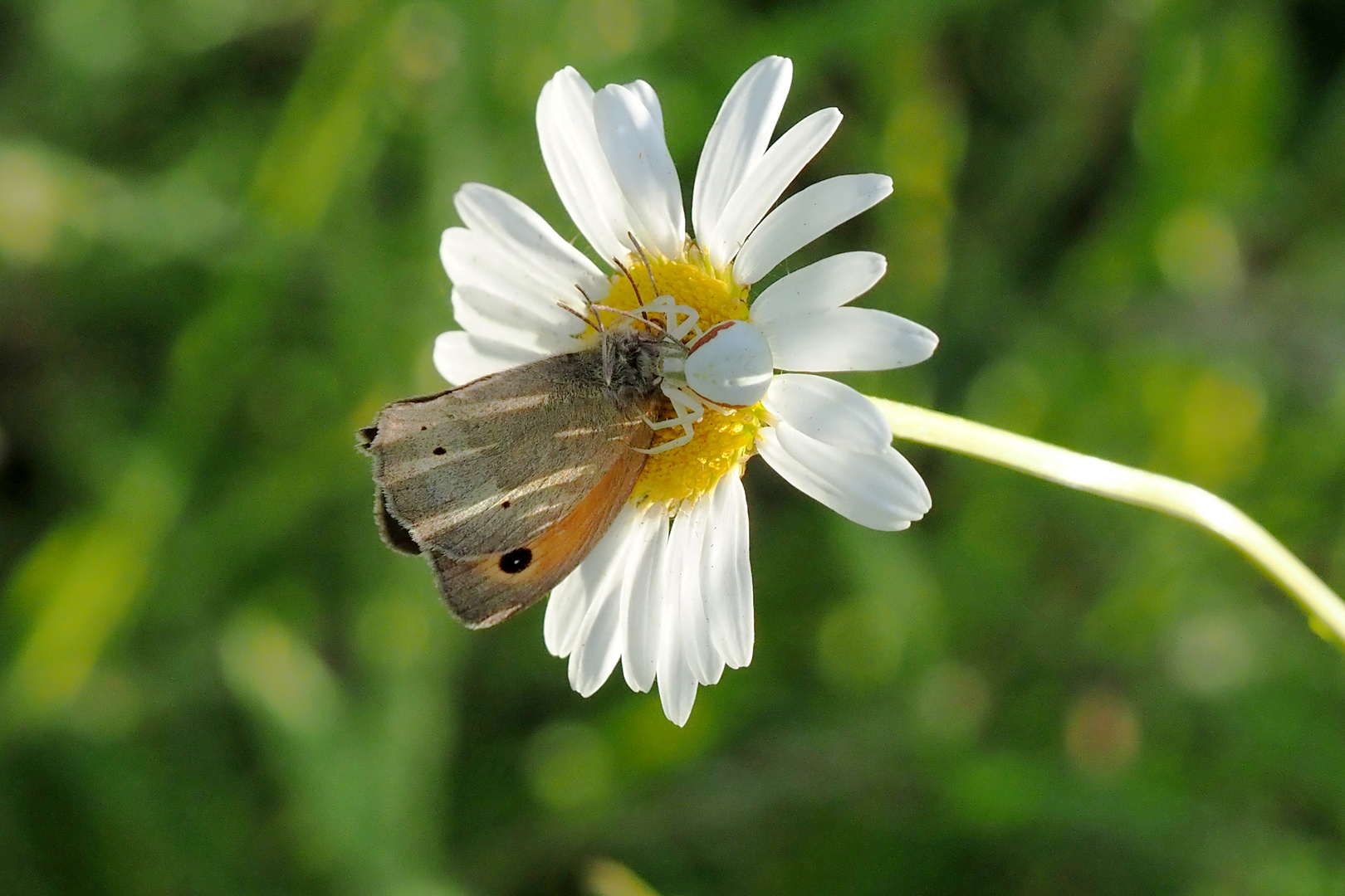 Großes Ochsenauge und Krabbenspinne