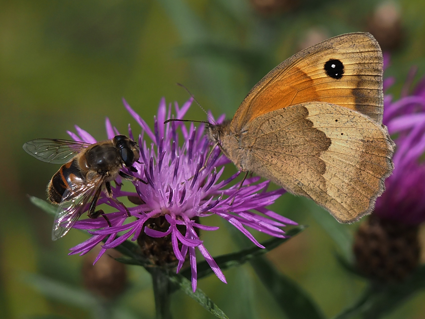 Großes Ochsenauge und Mistbiene an Flockenblume