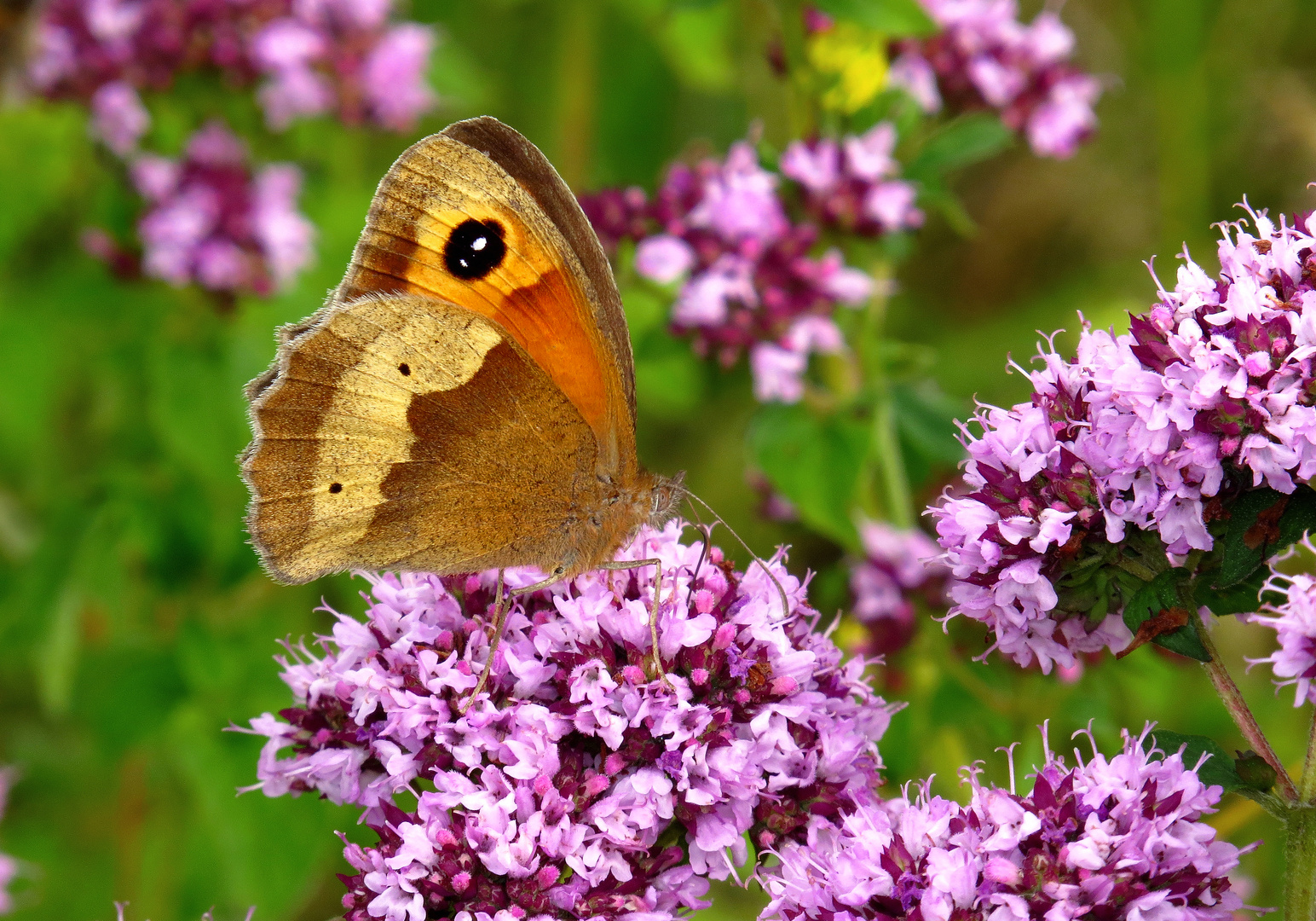 Großes Ochsenauge, weiblicher Falter an Thymian-Blüten