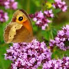 Großes Ochsenauge, weiblicher Falter an Thymian-Blüten