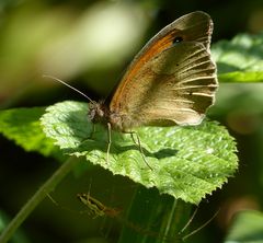 Großes Ochsenauge/Bergstreckerspinne