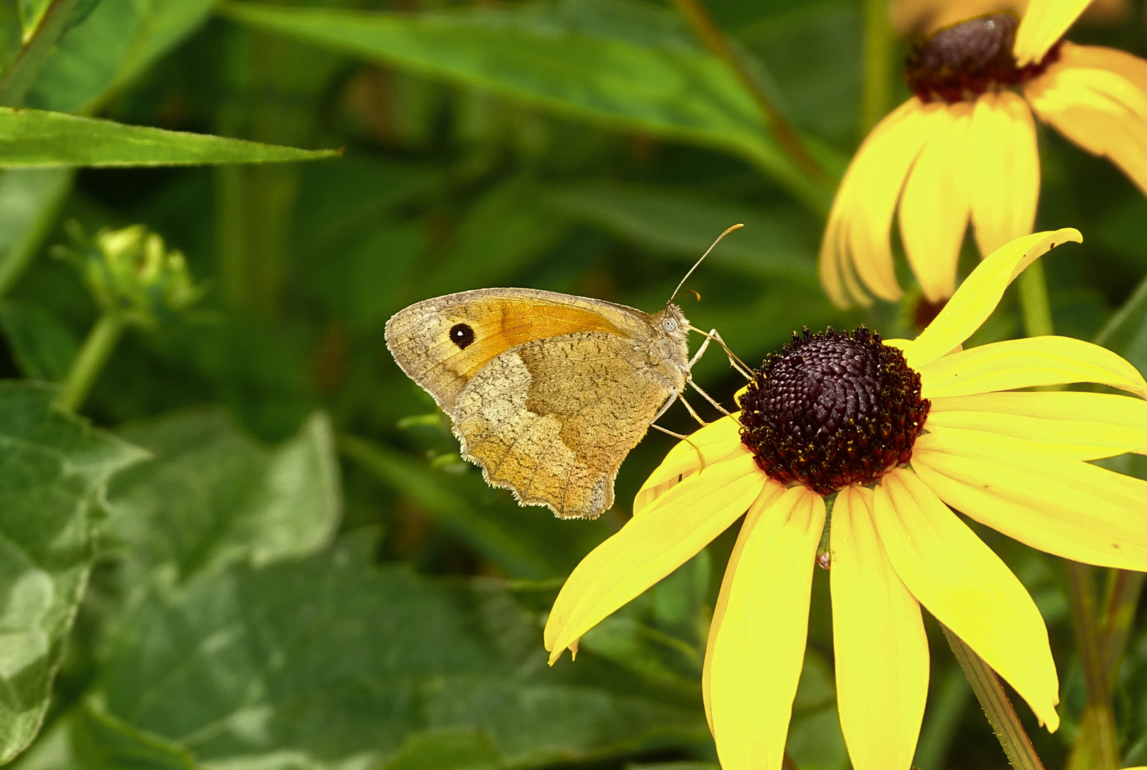 Großes Ochsenauge(Maniola jurtina) auf Sonnenhut in unserem Garten.