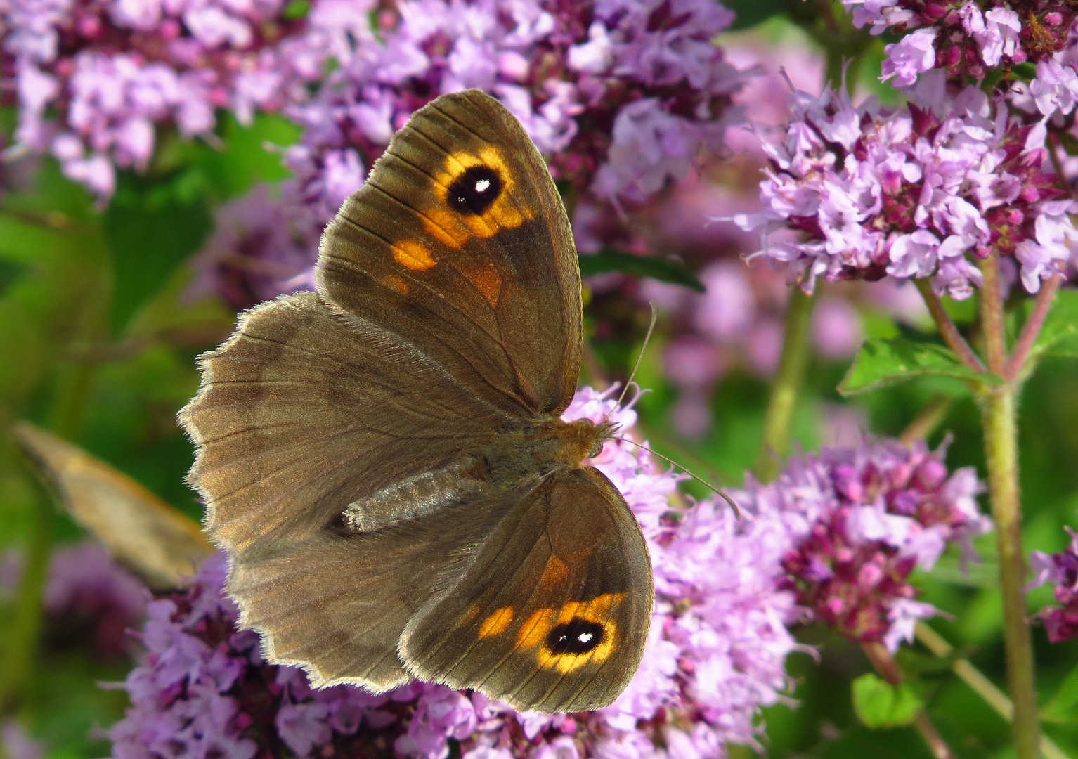 Großes Ochsenauge,w., Maniola jurtina, auf Thymian-Blüten