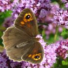 Großes Ochsenauge,w., Maniola jurtina, auf Thymian-Blüten